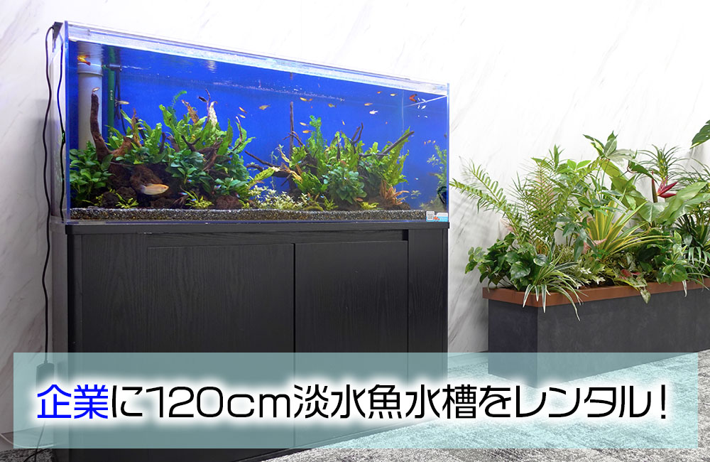 企業様のエントランスに120cm淡水魚水槽!エコな印象を演出するアクアリウムのサムネイル画像