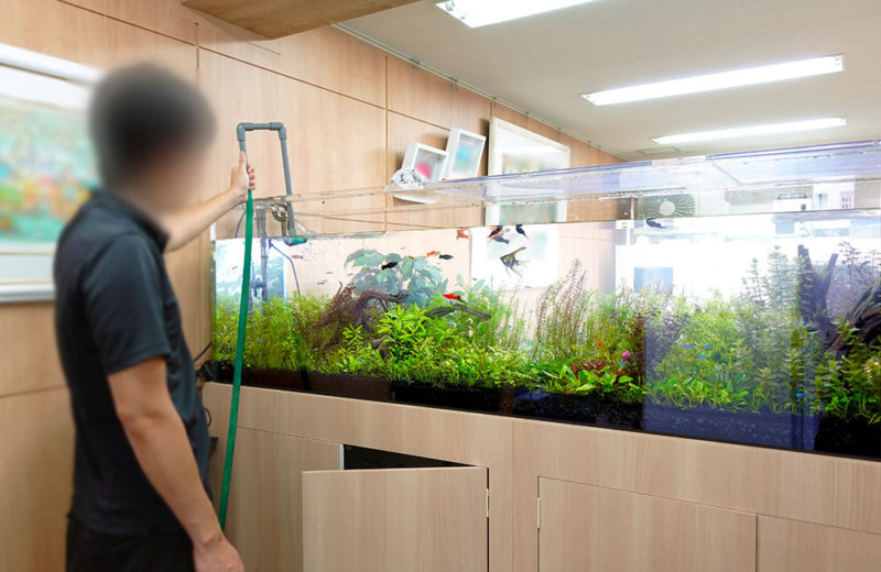 企業様に2m水草水槽を販売！定期メンテナンスで管理してます 水槽画像４