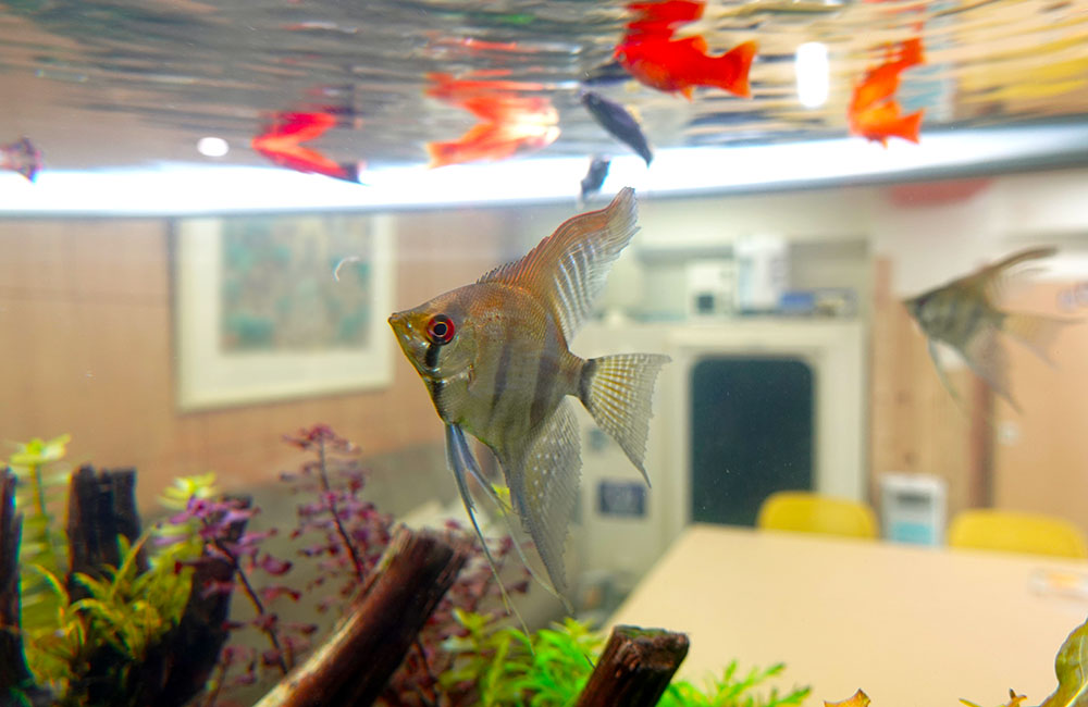 エンゼルフィッシュと水面に浮かぶ赤い熱帯魚と水草