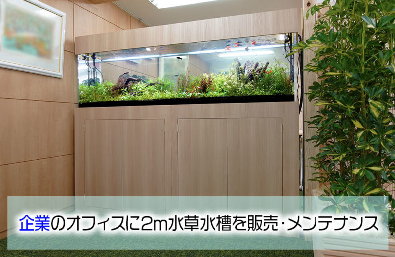 企業様に2m水草水槽を販売！定期メンテナンスで管理してます 水槽画像１