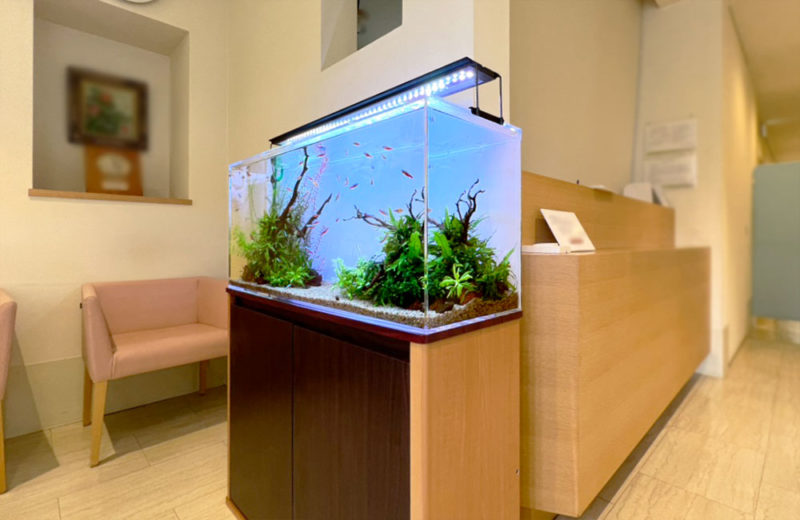内科クリニック様の90cm水草水槽その後！カージナルテトラが成長 水槽画像２