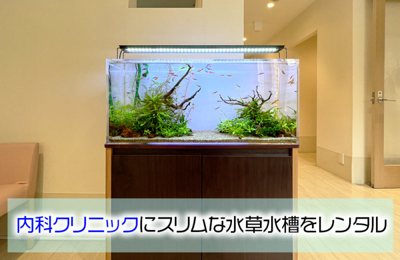 内科クリニック様の90cm水草水槽その後！カージナルテトラが成長 水槽画像１