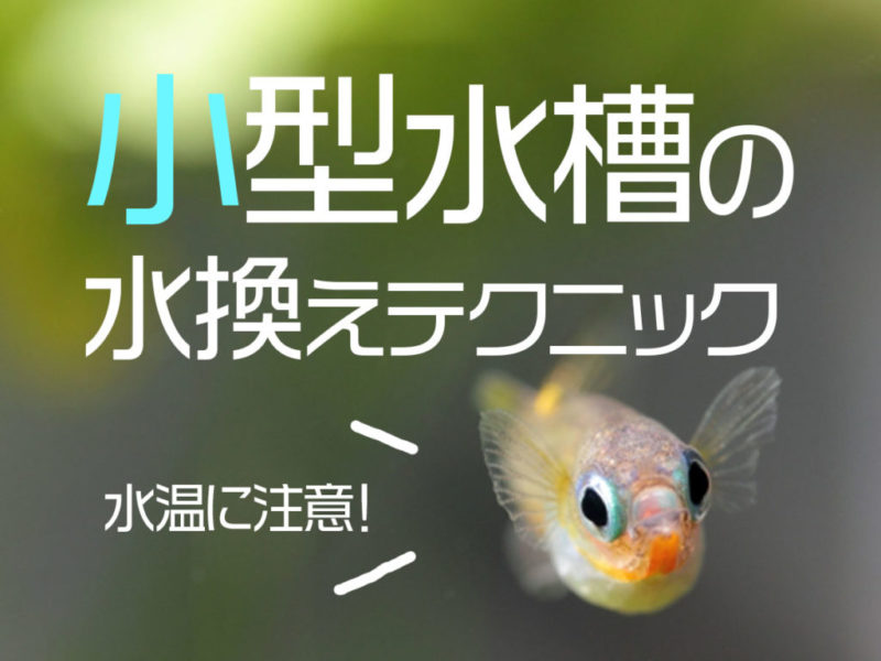 小型水槽の水換えテクニックと水温注意の見出し画像