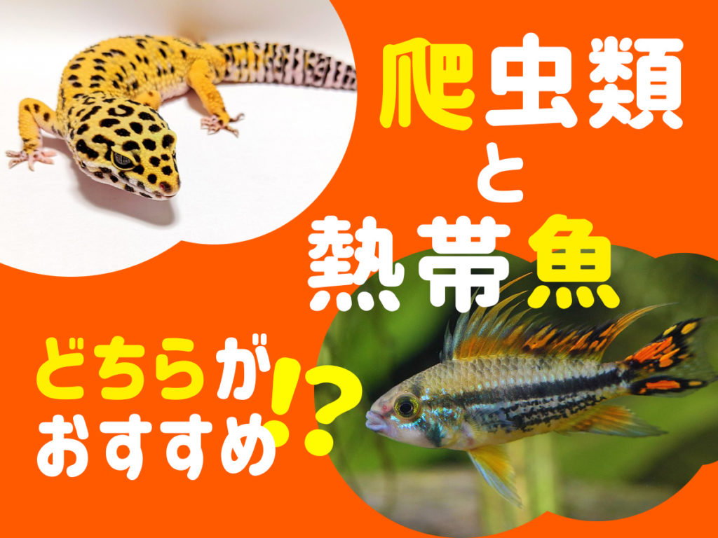 爬虫類と熱帯魚、どちらがおすすめ？飼育難易度や設備、維持費で比べてみた！のサムネイル画像