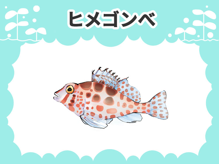 ヒメゴンべのお魚図鑑