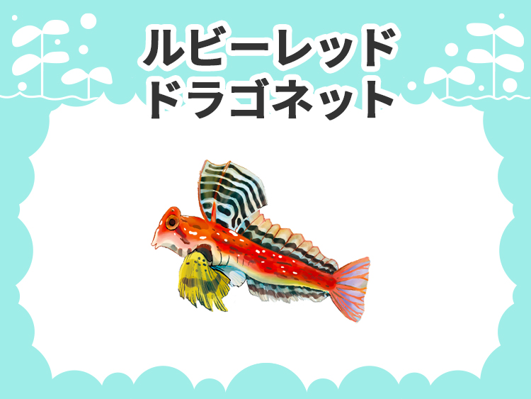 ルビーレッドドラゴネット（ミヤケテグリsp.）のお魚図鑑