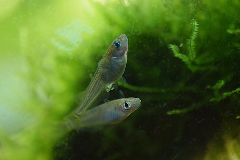 水草の前で泳ぐ卵を抱えたメダカと寄り添うメダカ