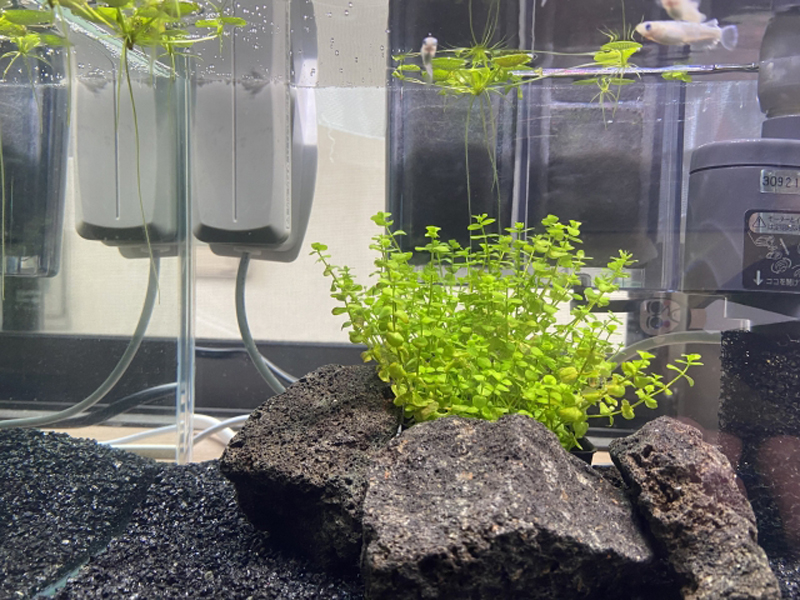 溶岩石の背後に茂る水草と水面を泳ぐメダカの水槽内景