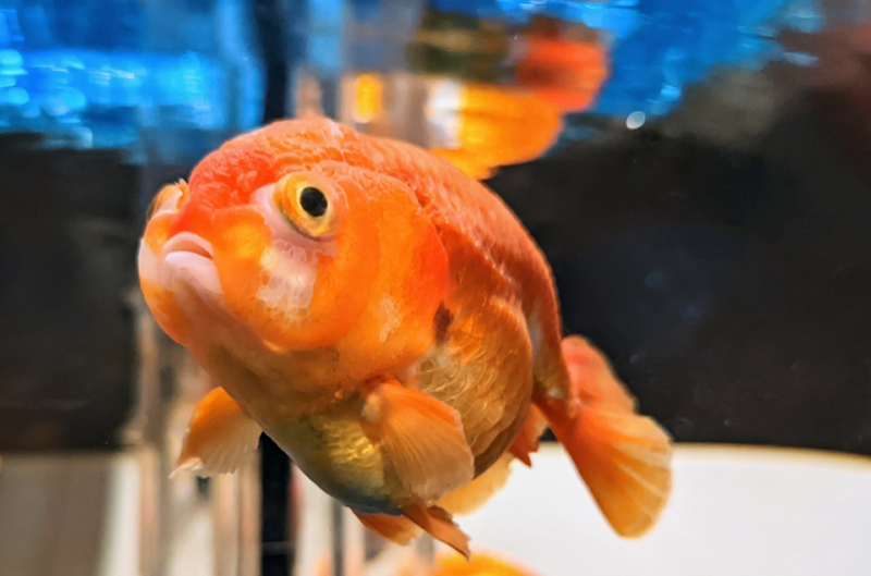 水槽内を泳ぐオレンジ色の肉瘤がある金魚の正面顔