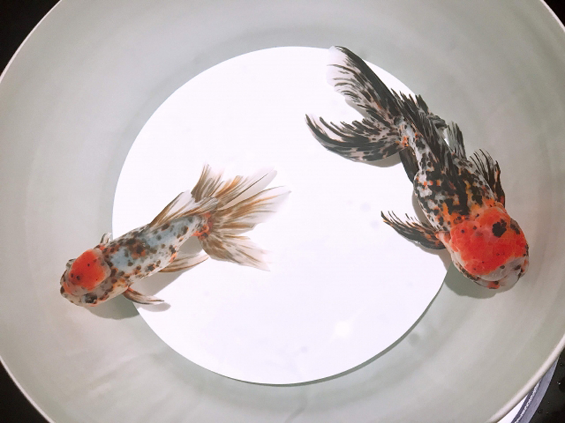 白い器の中を泳ぐ2匹の金魚の俯瞰画像