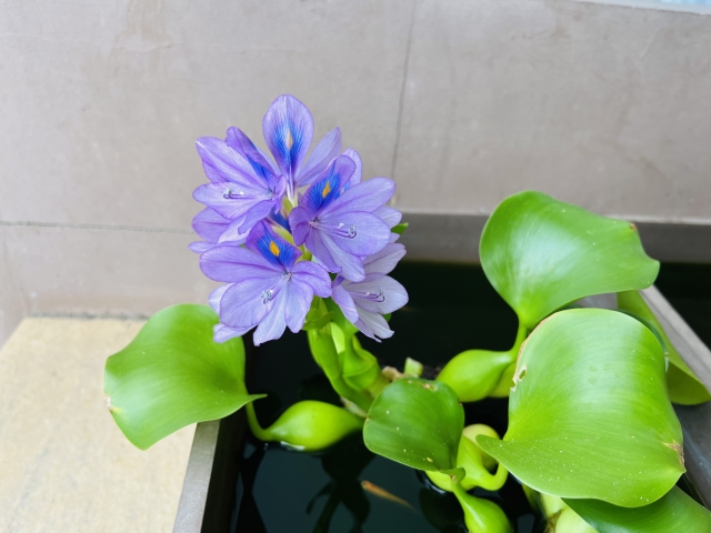 水面に浮かぶホテイアオイの薄紫色の花と丸い葉