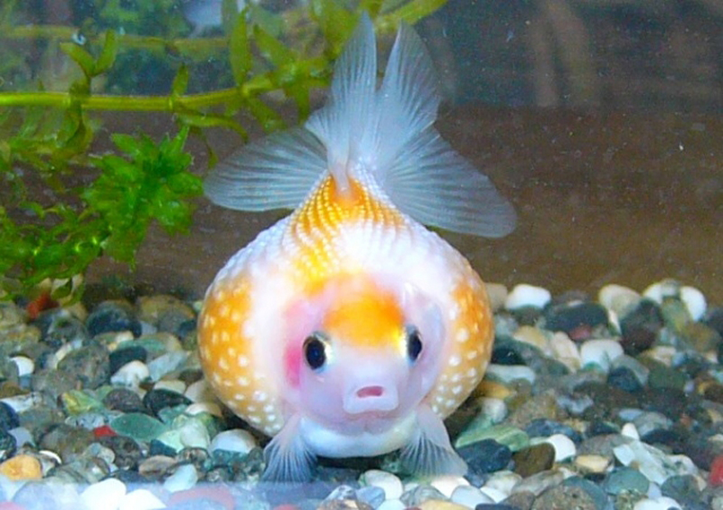砂利の上で正面を向く丸い体型の金魚と背景の水草