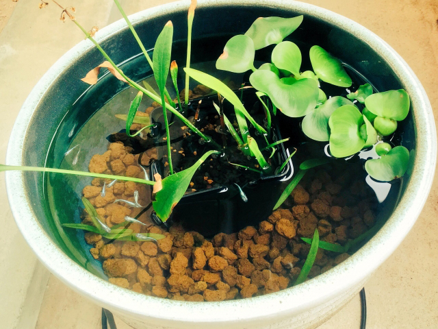 水草と浮き草を浮かべた睡蓮鉢のビオトープ