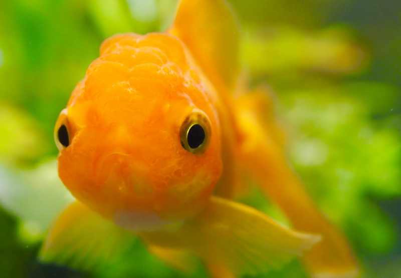 水草を背景に正面を向いて泳ぐオレンジ色の金魚