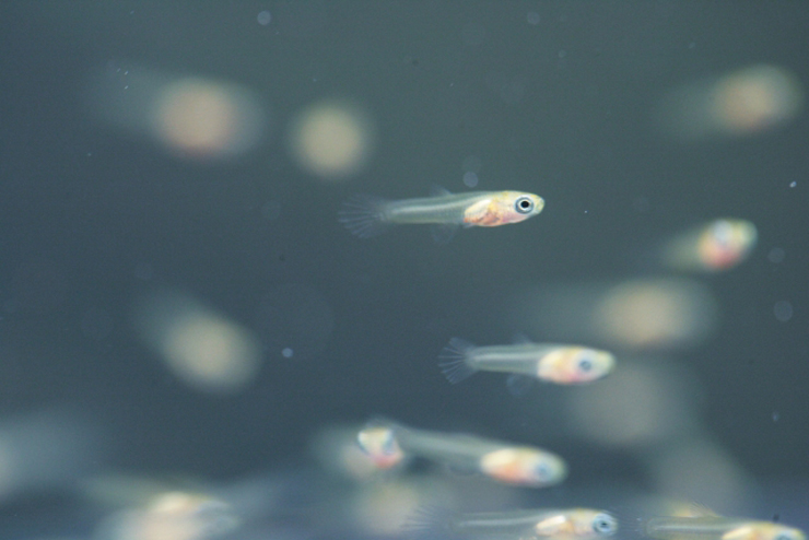 水中を群れで泳ぐ小さなメダカの稚魚たち