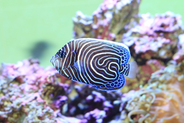 渦巻き模様の海水魚とライブロックのレイアウト