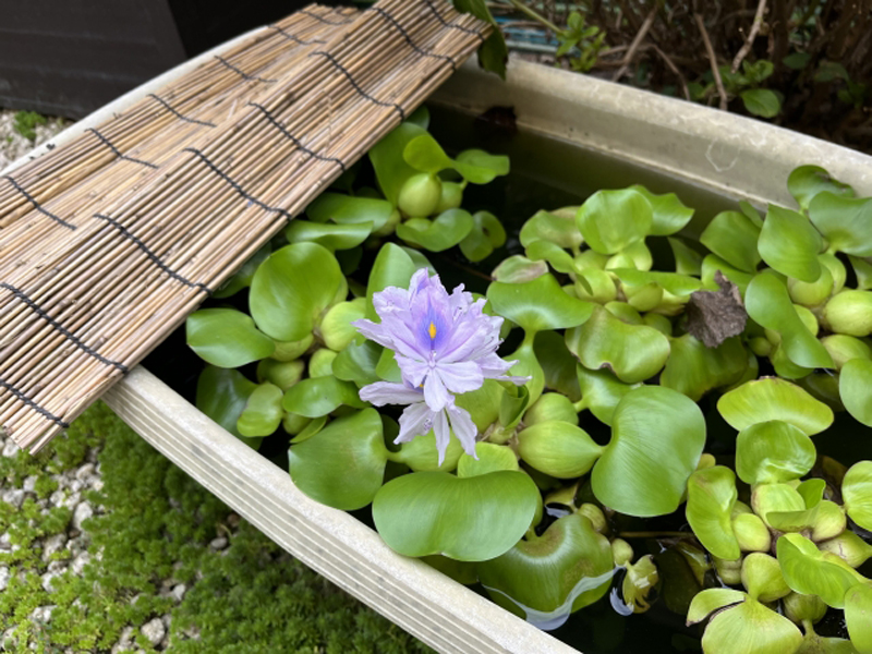 薄紫の花が咲くホテイアオイとすだれを乗せた屋外水槽