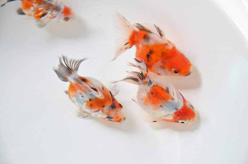 白い容器で泳ぐ赤と黒の斑点模様の金魚たち