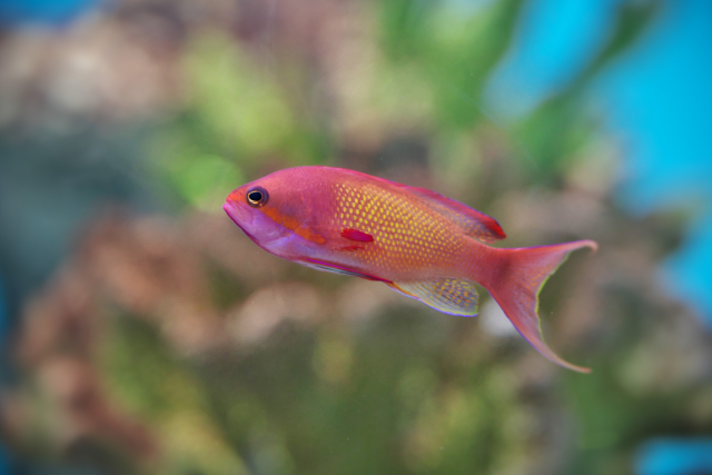 水槽内を泳ぐピンク色とオレンジ色の海水魚の仲間