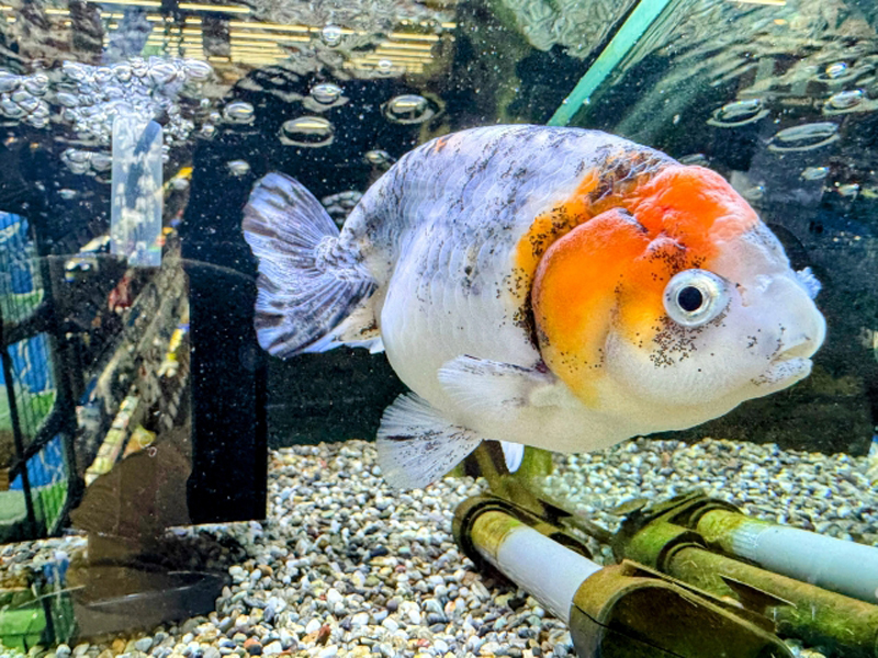 水槽内を泳ぐ白とオレンジの大きな金魚と底砂の砂利
