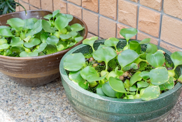 屋外に置かれた陶器鉢で育つ浮き草と水草のビオトープ
