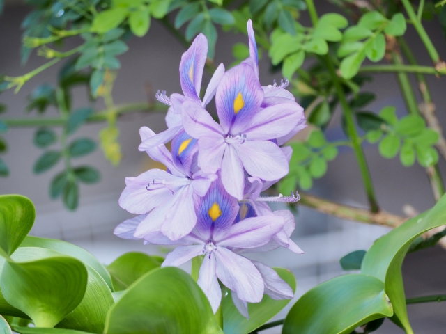 薄紫色のホテイアオイの花と丸みのある緑の葉