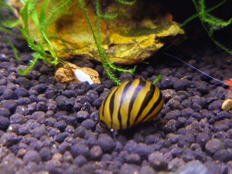 黒いソイルの上を移動する縞模様の貝と水草の配置