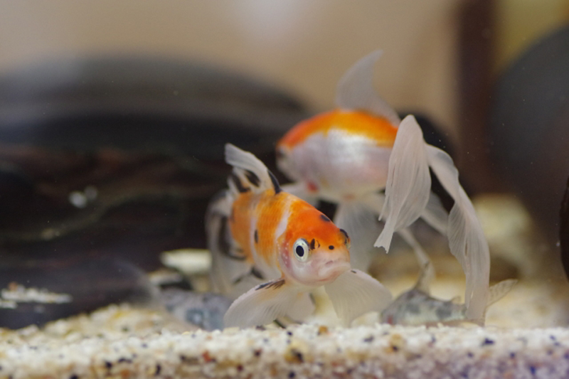 砂を敷いた水槽内を泳ぐ金魚とコリドラスの仲間