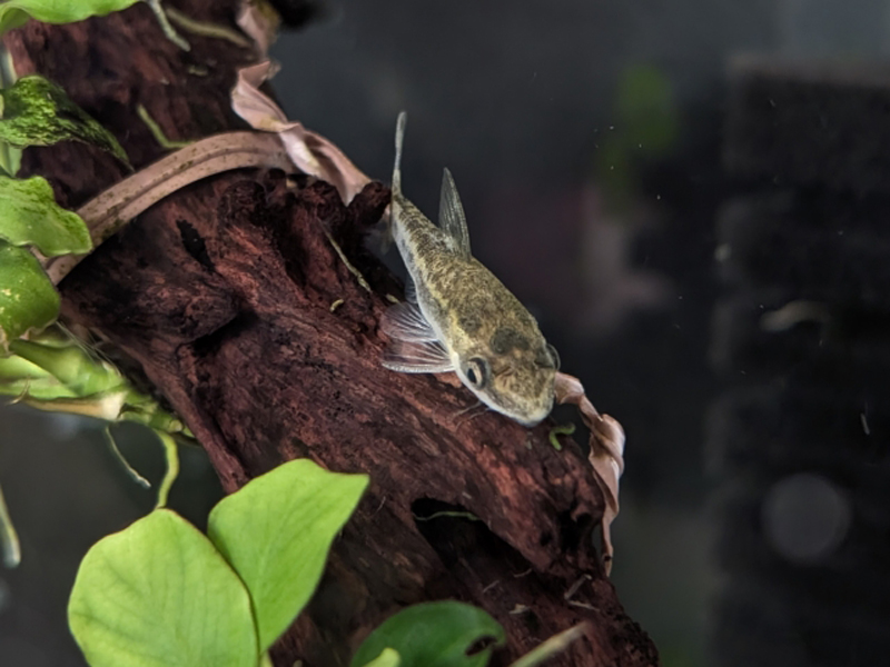 流木に張り付くオトシンクルスの仲間と水草の葉