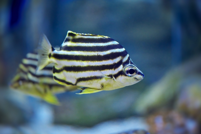 水槽内を泳ぐ黒い横縞模様がある海水魚の仲間