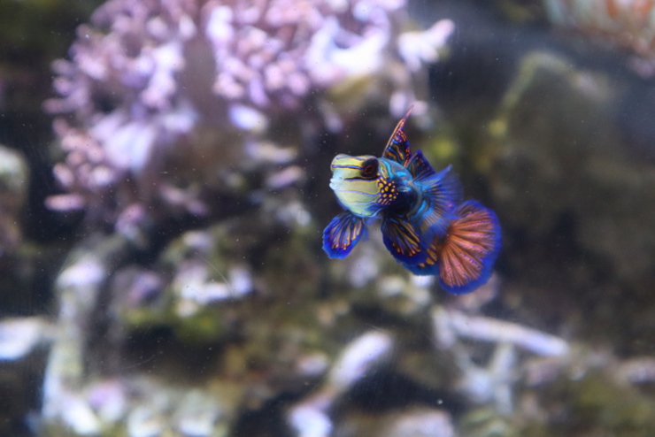 サンゴ水槽を泳ぐ鮮やかな青色の海水魚と背景のサンゴ群落