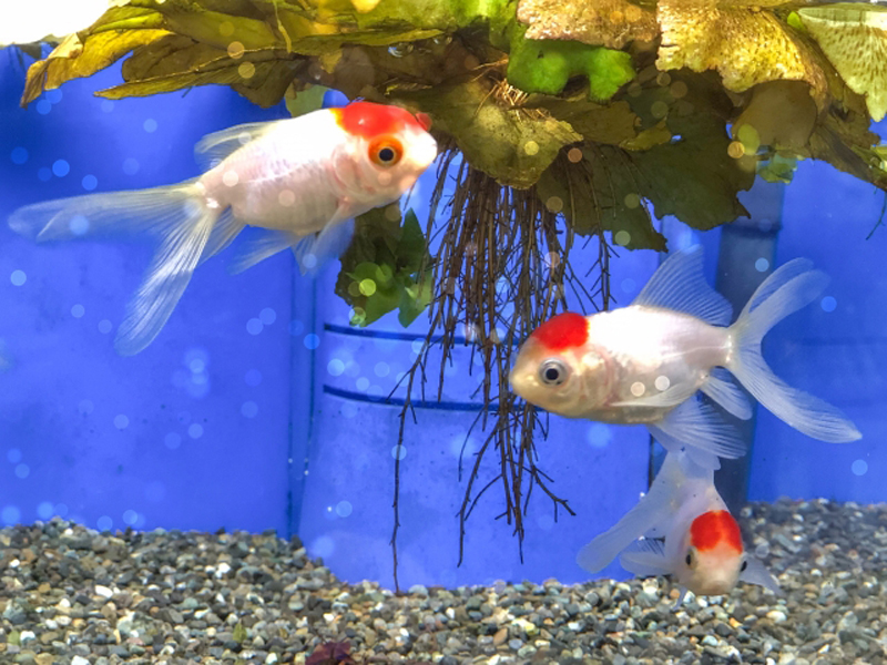 青い背景の水槽内を泳ぐ3匹の金魚と浮き草の根