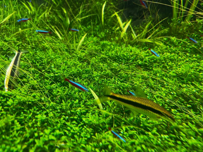水草の茂みを泳ぐネオンテトラの仲間と熱帯魚