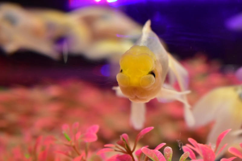 ピンク色の水草の上を泳ぐ黄色い頭の金魚の正面写真