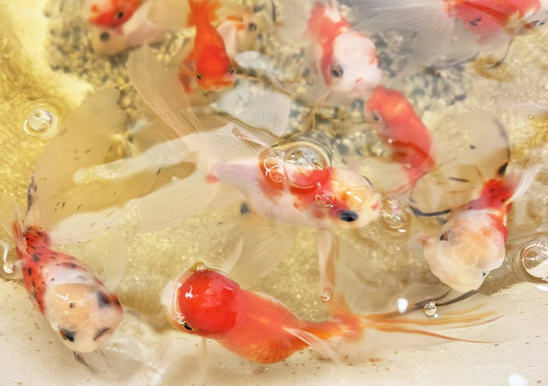 水槽内を泳ぐ赤と白の更紗模様の金魚たち
