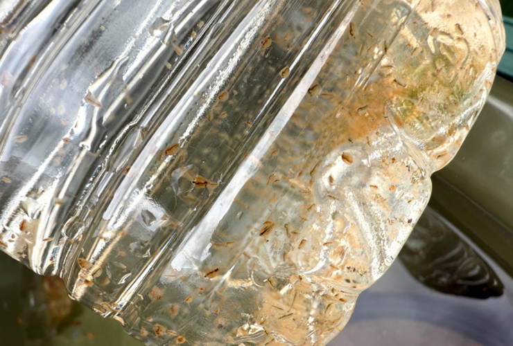 ペットボトル内の水に浮遊する多数の茶色いメダカの卵