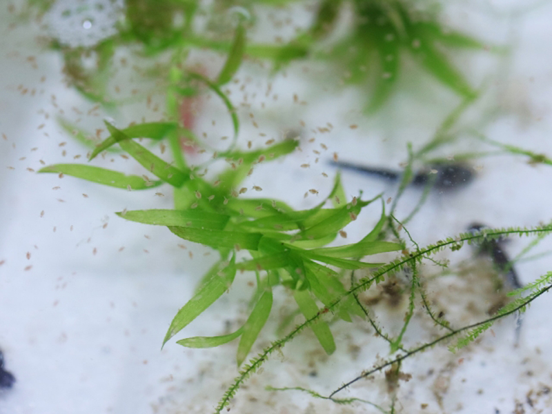 水草の周囲を泳ぐ大量のミジンコとメダカの稚魚