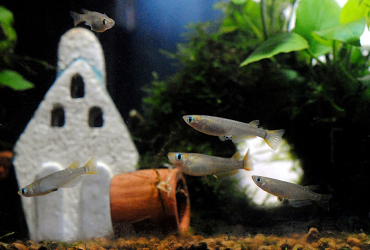 水草と白い家の置物がある水槽内を泳ぐメダカの群れ