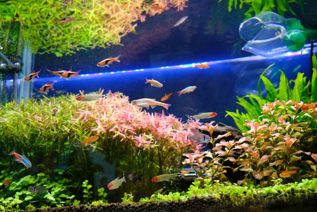 水草水槽を泳ぐ小型カラシンや熱帯魚の群れ