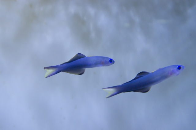 青い体色をした2匹の小型海水魚の遊泳シーン