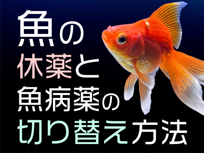魚の休薬と魚病薬の切り替え方法の見出し画像