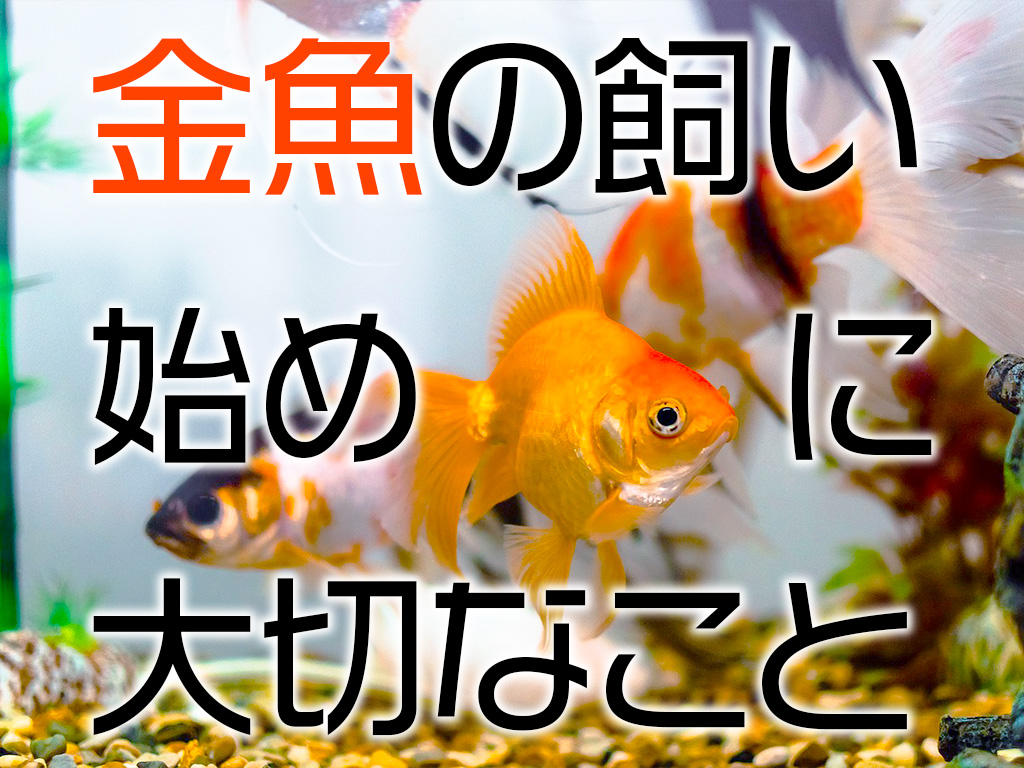 金魚の飼い始めに大切なこと5つ!金魚を長く飼育するためのポイントのサムネイル画像