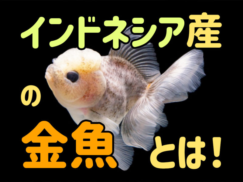 インドネシア産の金魚とは!の文字と金魚の見出し画像