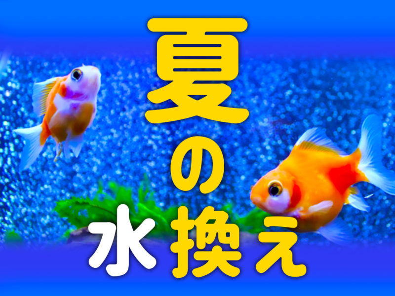 夏の水換えの文字と水槽内を泳ぐ2匹の金魚の見出し画像