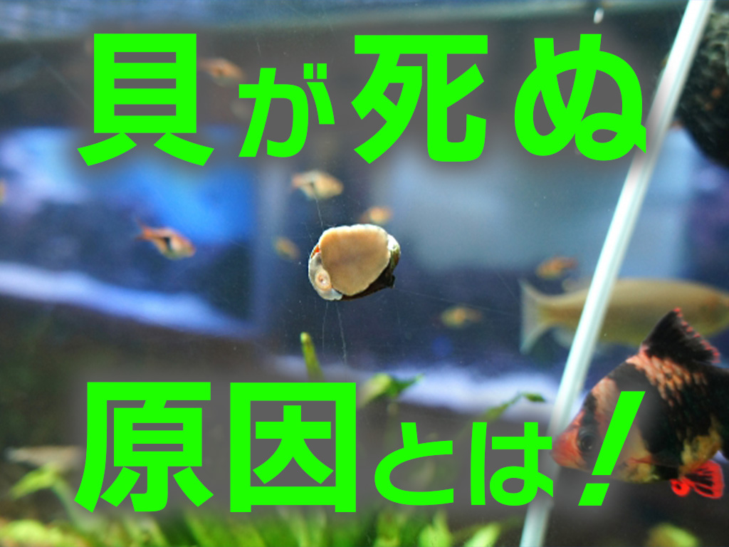 貝が死ぬ原因とは！餓死する？アクアリウムで貝を長生きさせる方法のサムネイル画像