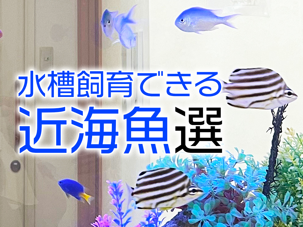 水槽で飼育できる近海魚10選！日本に生息する飼育可能な海水魚たちのサムネイル画像