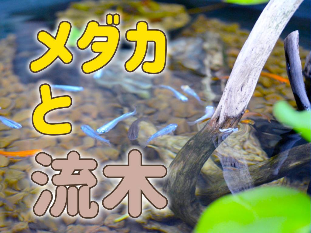 メダカ飼育で流木を使うポイント5選！メダカにおすすめな流木の種類も紹介