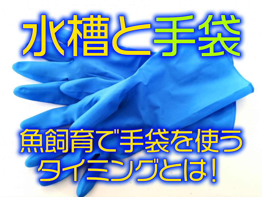 水槽と手袋!魚飼育で手袋を使うタイミングとは!おすすめ5選も紹介のサムネイル画像