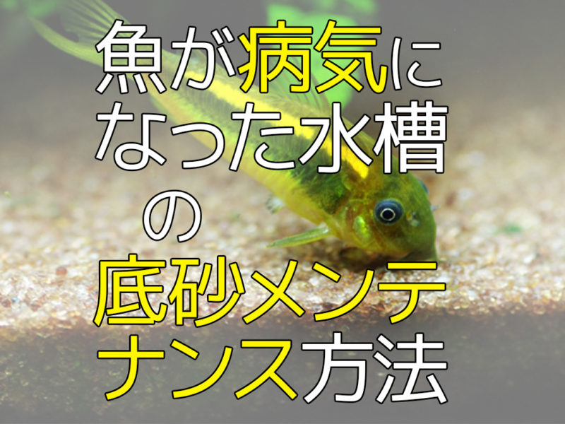 魚が病気になった水槽の底砂メンテナンス方法の見出し画像