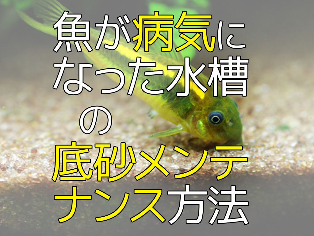 魚が病気になった水槽の底砂メンテナンス法！水質を改善する方法を解説のサムネイル画像